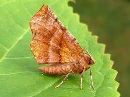 Attēlu rezultāti vaicājumam “Selenia dentaria larva”