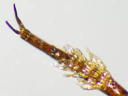 Attēlu rezultāti vaicājumam “Ilybius sp.”