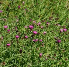 Image result for Centaurea nigra