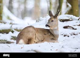 Attēlu rezultāti vaicājumam “Capreolus capreolus”