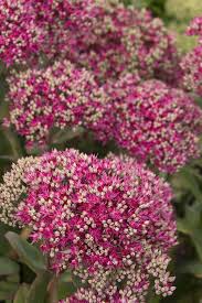 Attēlu rezultāti vaicājumam “Sedum pallidum bud”