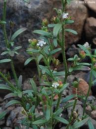 Attēlu rezultāti vaicājumam “Microrrhinum minus flower”