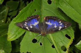 Attēlu rezultāti vaicājumam “Apatura iris male”