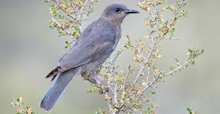 Attēlu rezultāti vaicājumam “Corvidae”