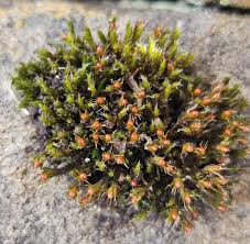 Attēlu rezultāti vaicājumam “Schistidium robustum sporophyte”