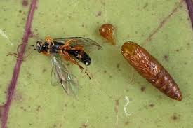 Attēlu rezultāti vaicājumam “Epinotia immundana”