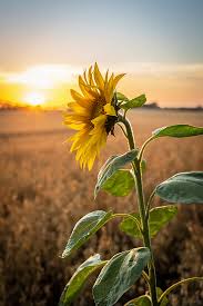 Image result for Sonnenblume