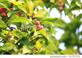 Attēlu rezultāti vaicājumam “Magnolia kobus fruit”