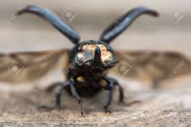 Attēlu rezultāti vaicājumam “Sinodendron cylindricum male”