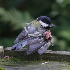 Attēlu rezultāti vaicājumam “Parus major female”