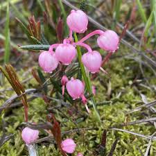 Attēlu rezultāti vaicājumam “Andromeda polifolia”