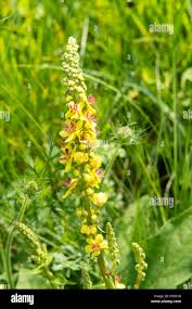 Attēlu rezultāti vaicājumam “Verbascum nigrum flower”