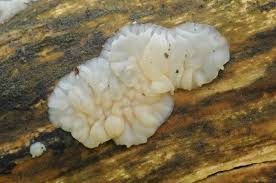 Attēlu rezultāti vaicājumam “Exidia thuretiana”