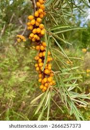 Attēlu rezultāti vaicājumam “Hippophae rhamnoides leaf”