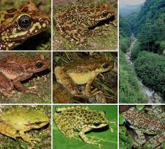 Attēlu rezultāti vaicājumam “Ranidae”