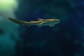Image result for Stegostoma tigrinum