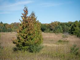 Attēlu rezultāti vaicājumam “Thuja occidentalis”