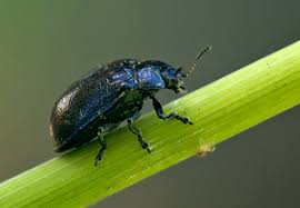 Attēlu rezultāti vaicājumam “Linaeidea aenea”