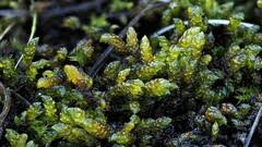 Attēlu rezultāti vaicājumam “Scorpidium scorpioides”