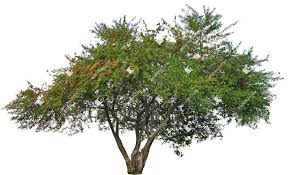 Attēlu rezultāti vaicājumam “Malus sylvestris”