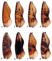 Attēlu rezultāti vaicājumam “Notonecta glauca”