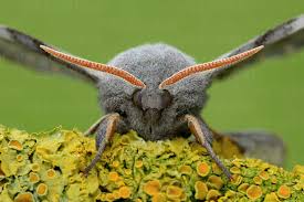 Attēlu rezultāti vaicājumam “Laothoe populi”