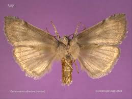 Attēlu rezultāti vaicājumam “Drepanidae”