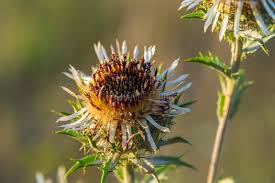 Attēlu rezultāti vaicājumam “Carlina vulgaris flower”