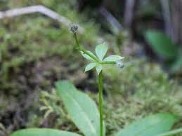 Attēlu rezultāti vaicājumam “Galium triflorum fruit”