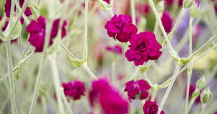 Image result for Lychnis coronaria