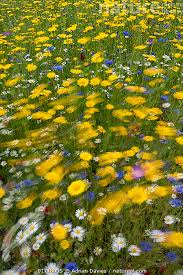 Attēlu rezultāti vaicājumam “Cyanus segetum flower”