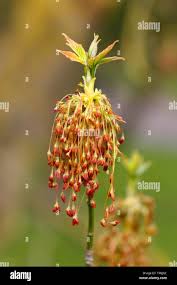 Attēlu rezultāti vaicājumam “Acer negundo male flower”