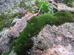 Attēlu rezultāti vaicājumam “Cephaloziella hampeana”