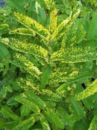 Attēlu rezultāti vaicājumam “Sanguisorba officinalis leaf”