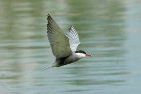 Attēlu rezultāti vaicājumam “Chlidonias hybrida adult”