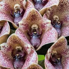 Attēlu rezultāti vaicājumam “Lycogala convexum”