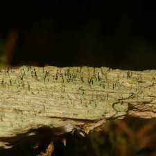 Attēlu rezultāti vaicājumam “Chaenotheca brunneola”