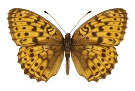 Attēlu rezultāti vaicājumam “Brenthis ino upperside”