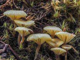 Attēlu rezultāti vaicājumam “Lichenomphalia umbellifera”