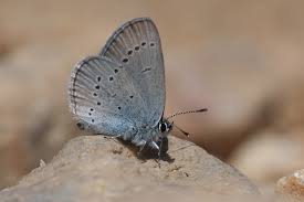 Attēlu rezultāti vaicājumam “Cupido minimus female”