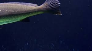 Image result for Argyrosomus regius