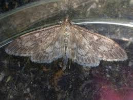 Attēlu rezultāti vaicājumam “Anania lancealis”