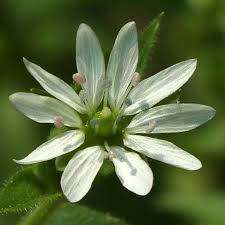 Attēlu rezultāti vaicājumam “Myosoton aquaticum”