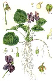 Image result for Viola odorata