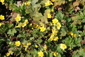 Attēlu rezultāti vaicājumam “Waldsteinia geoides”