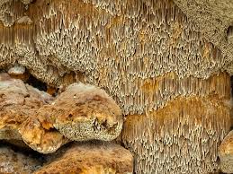 Attēlu rezultāti vaicājumam “Inonotus radiatus”