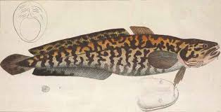 Attēlu rezultāti vaicājumam “Lota lota”