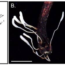 Attēlu rezultāti vaicājumam “Pistillaria sp.”