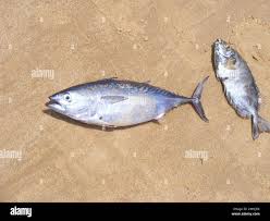 Image result for Euthynnus affinis