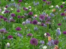 Image result for Zierlauch